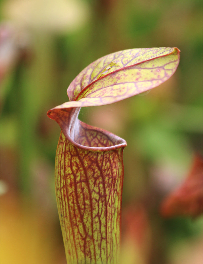 Sarracenia alata roter Hals x oreophila