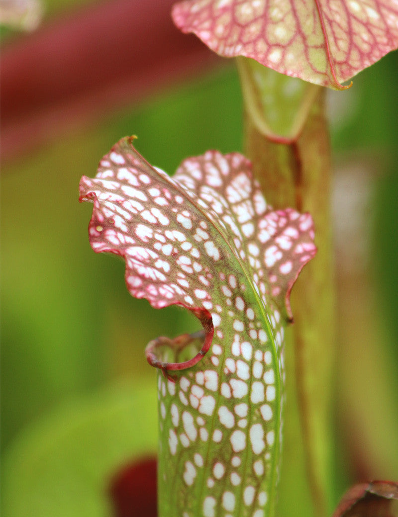 Sarracenia excellens x (minor x leucophylla)