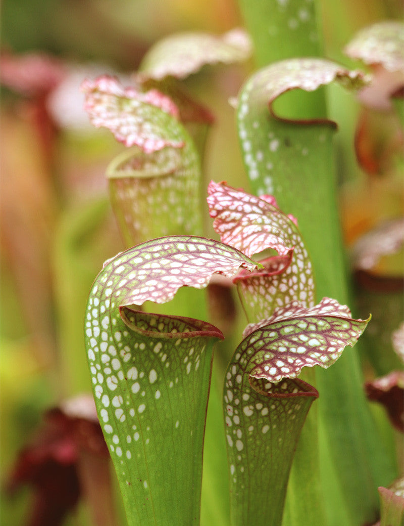 Sarracenia excellens x (minor x leucophylla) - 0