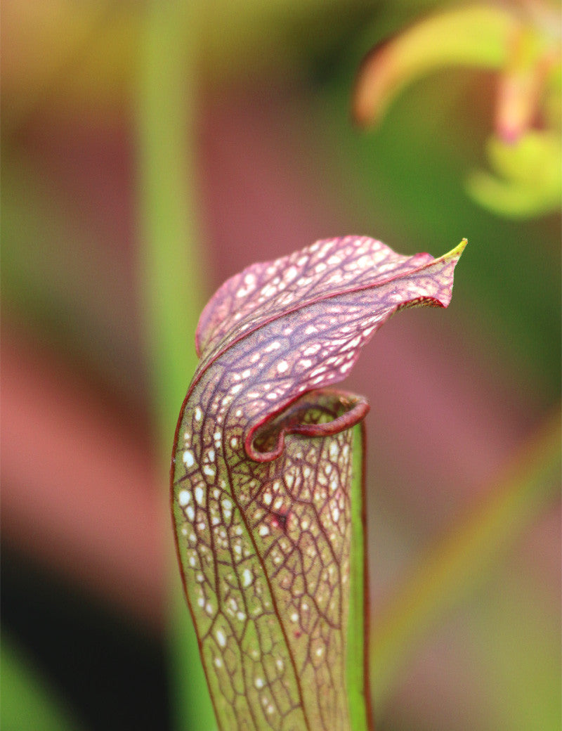 Sarracenia x (x excellens x readii)