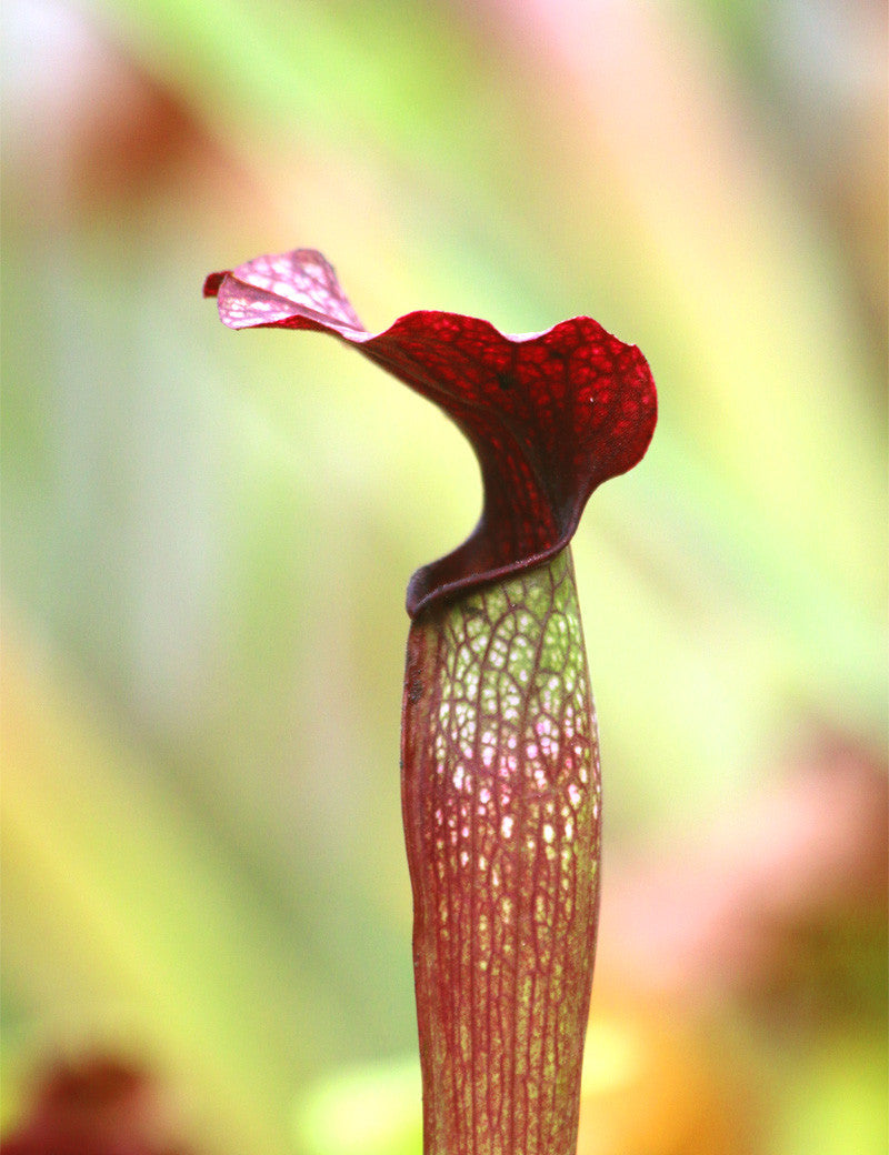 Rote Röhre von Sarracenia alata