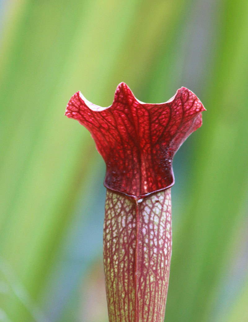 Rote Röhre von Sarracenia alata