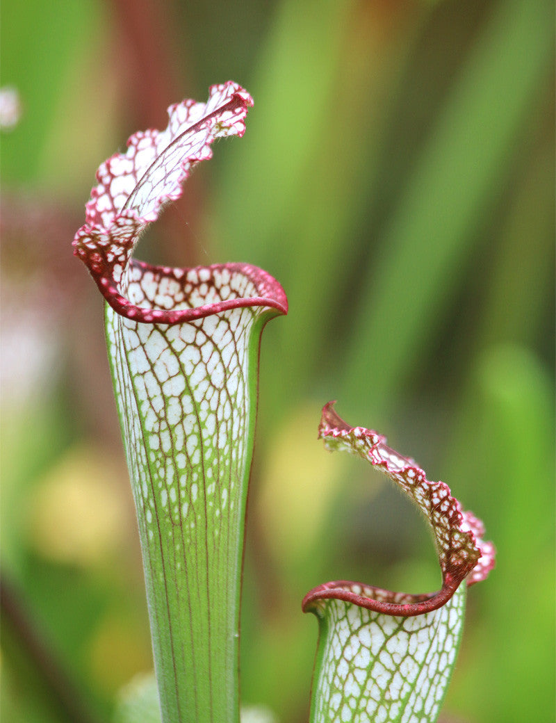 Sarracenia leucophylla kurz weichhaarig rosa