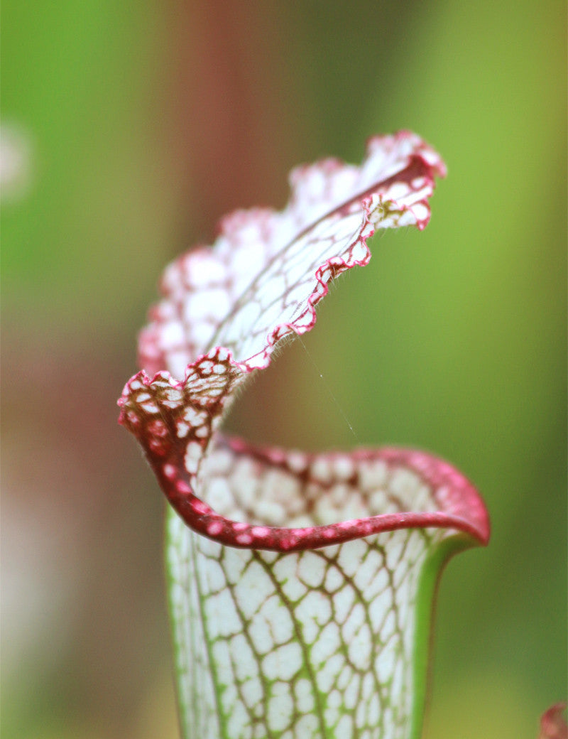 Sarracenia leucophylla kurz weichhaarig rosa - 0