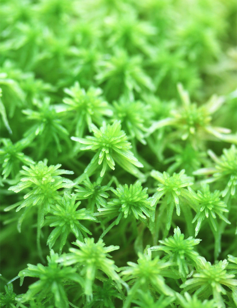 Sphaigne vivante - Sphagnum cristatum