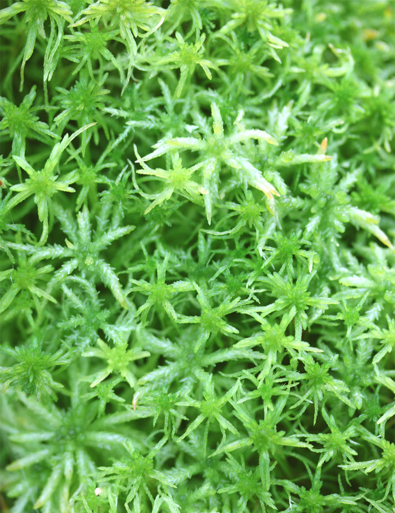 Live Sphagnum moss - Sphagnum cristatum