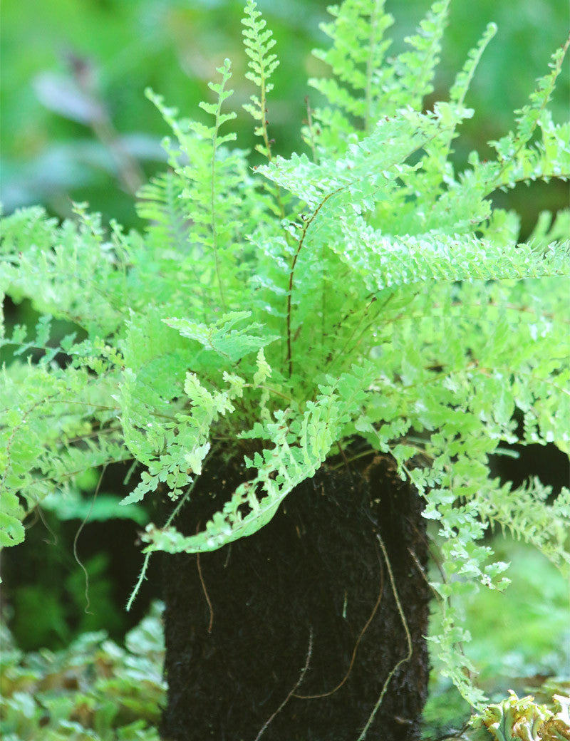 Athyrium spicatum 'chiseled' rooted in xaxim