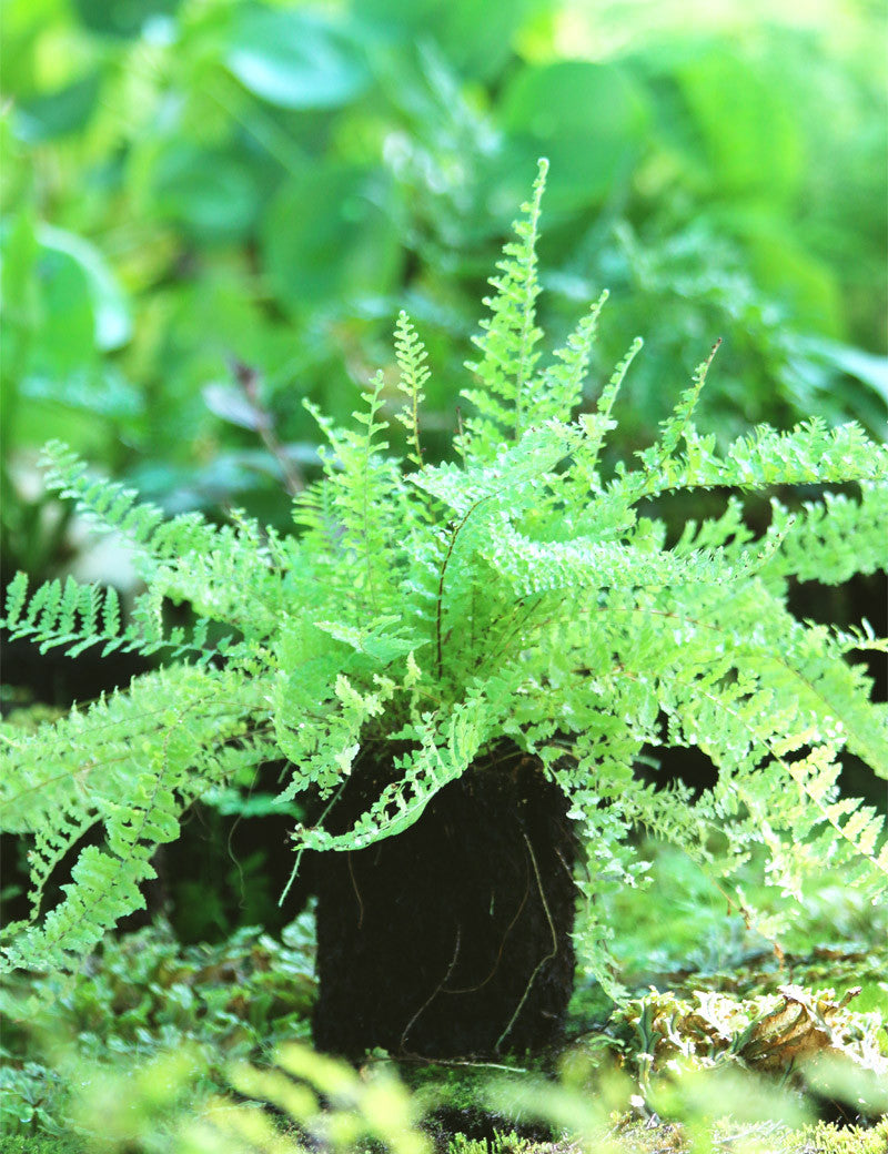 Athyrium spicatum „gemeißelt“, verwurzelt in Xaxim