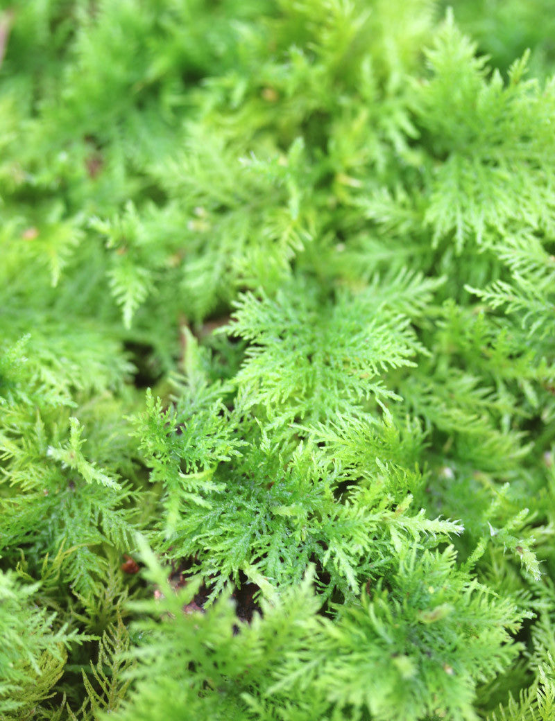 Living fern moss - Hylocomia splendens