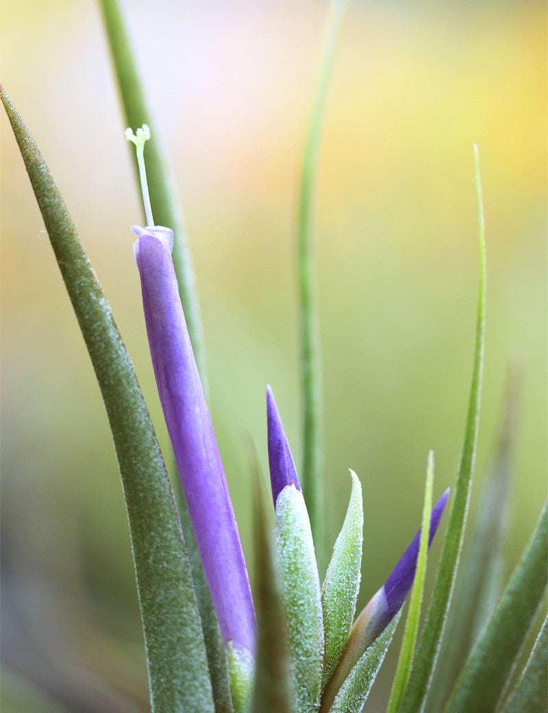 Tillandsia Circinata