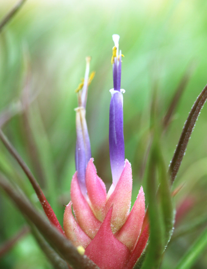 Tillandsia pruinosa - 8 à 10 cm - 0