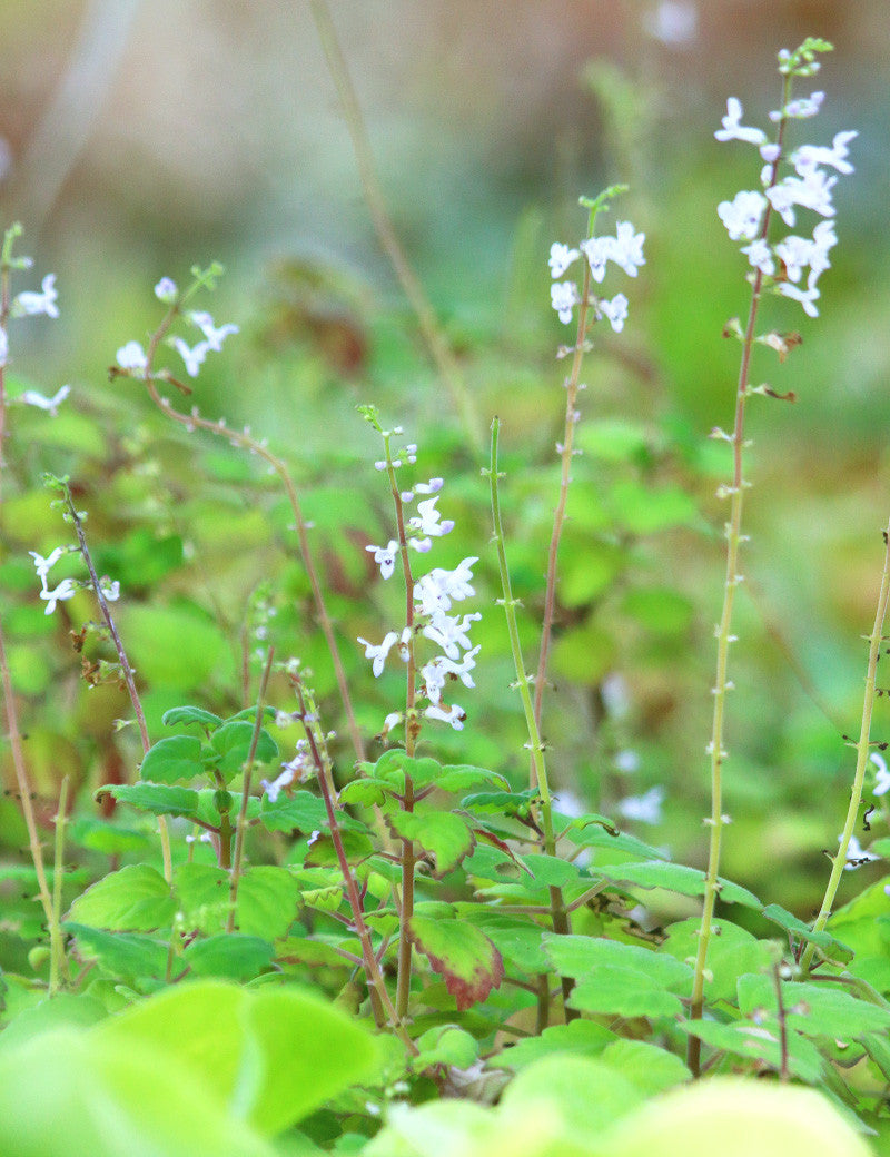 Plectranthus ernestii  - 0