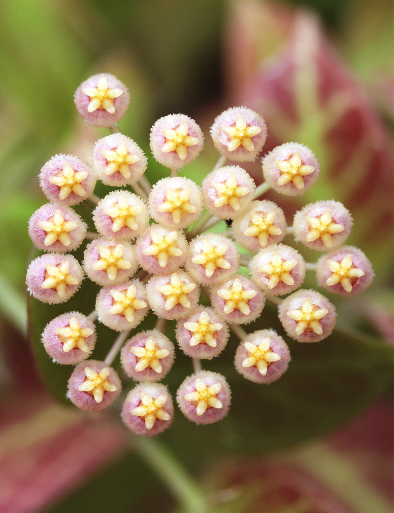 Hoya sp. cv Sunrise - 0