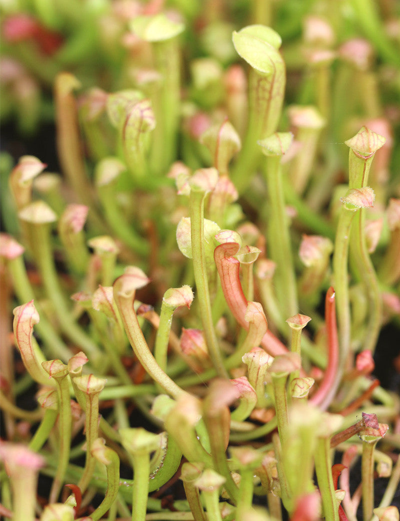 Graines de Sarracenia (mix)