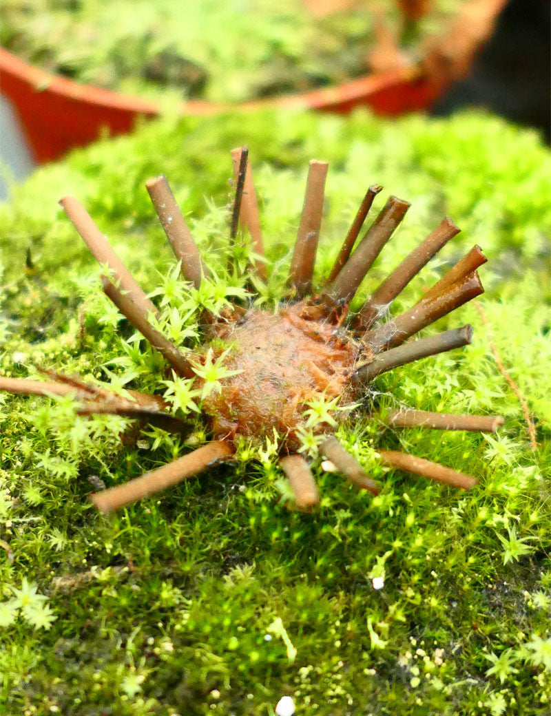 Drosera filiformis Klon 2