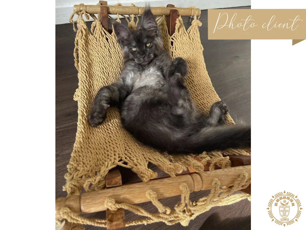 Taupe cat hammock + wooden support