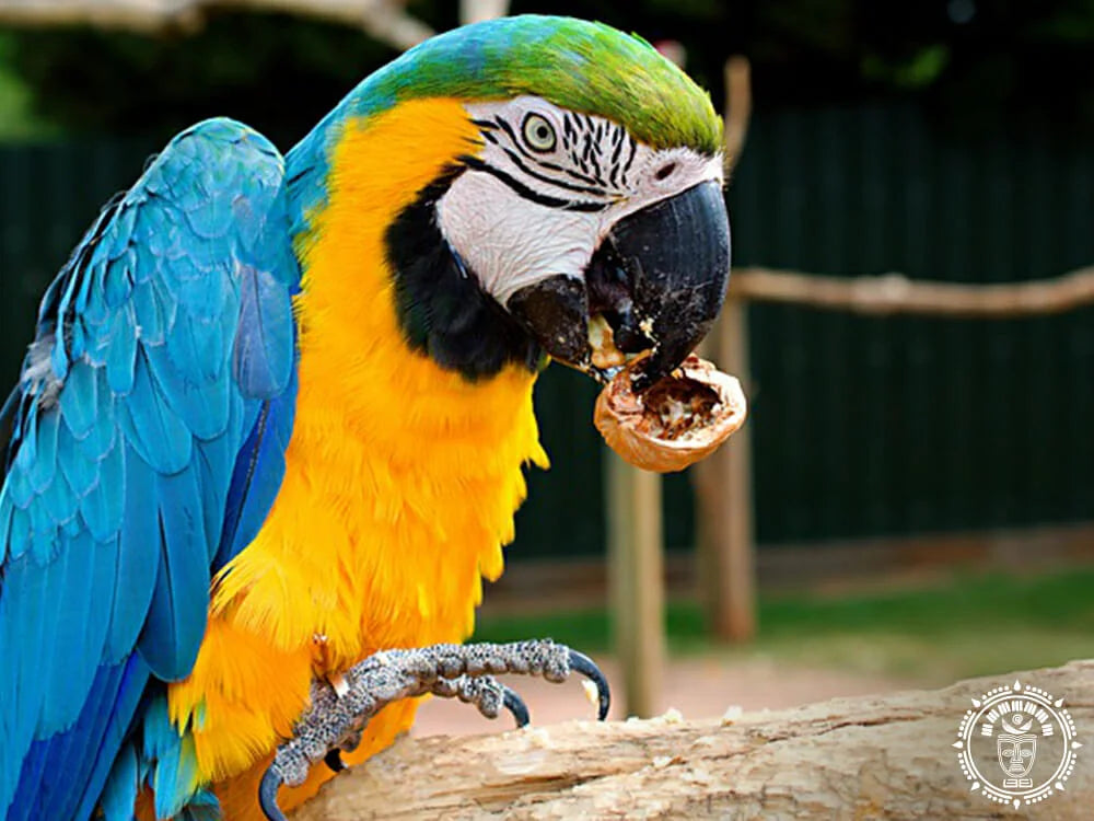 Maya XXL Mexikanische Hängematte „Guacamaya“