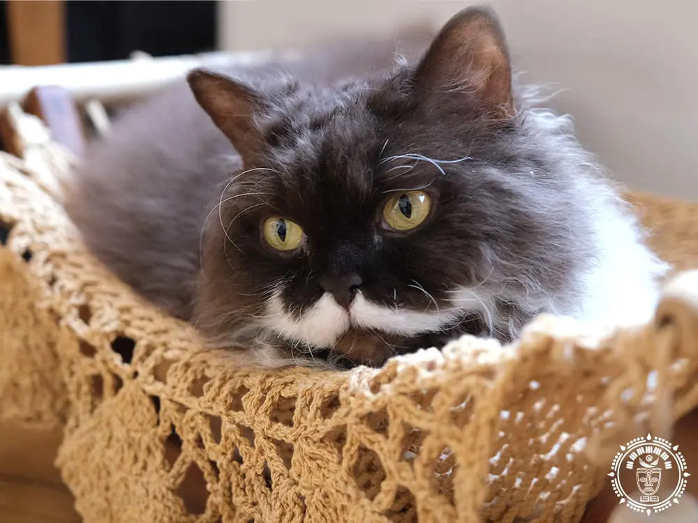 Taupe cat hammock + wooden support