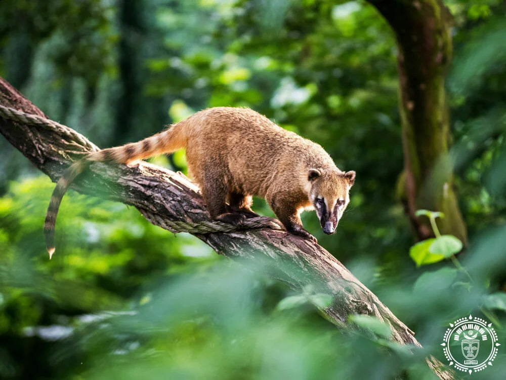 XL mexikanische Hängematte „Coati“